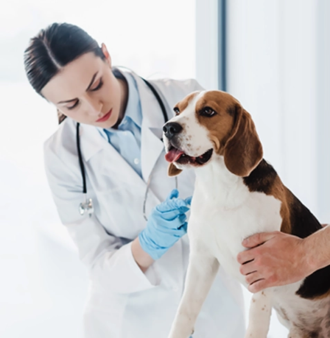 Altıeylül Veteriner